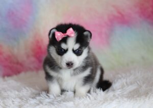 1586aaa Laina pomsky puppy-The Puppy Lodge.JPG