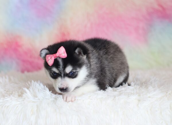 1587a-Lizbon-pomsky-puppy-The-Puppy-Lodge-scaled.jpg