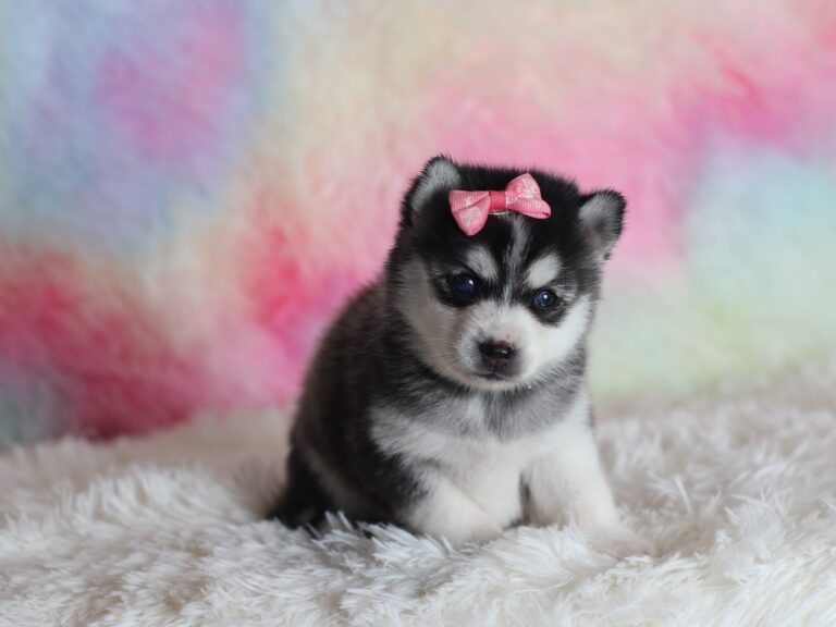 1587aaLizbon-pomsky-puppy-The-Puppy-Lodge-scaled.jpg