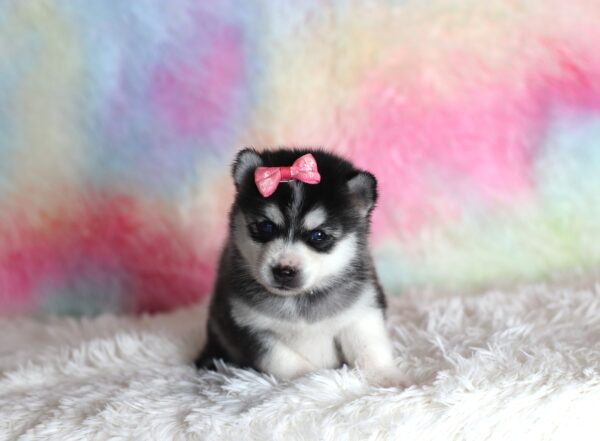 1587aaaLizbon-pomsky-puppy-The-Puppy-Lodge-scaled.jpg
