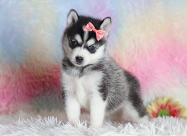 1587bLizbon pomsky puppy-The Puppy Lodge.JPG