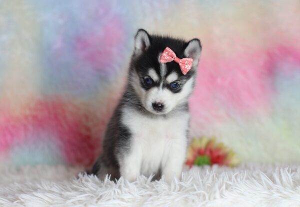 1587bbLizbon-pomsky-puppy-The-Puppy-Lodge-scaled.jpg