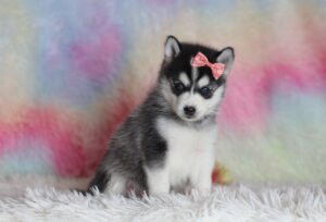 1587bbbLizbon-pomsky-puppy-The-Puppy-Lodge-scaled.jpg