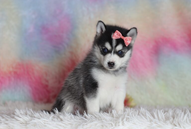 1587bbbLizbon-pomsky-puppy-The-Puppy-Lodge-scaled.jpg