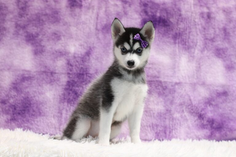 1587d-Lizbon-pomsky-puppy-The-Puppy-Lodge-scaled.jpg