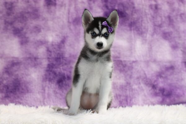 1587ddLizbon-pomsky-puppy-The-Puppy-Lodge-scaled.jpg