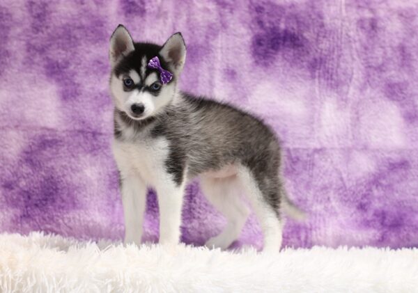 1587dddLizbon pomsky puppy-The Puppy Lodge.JPG