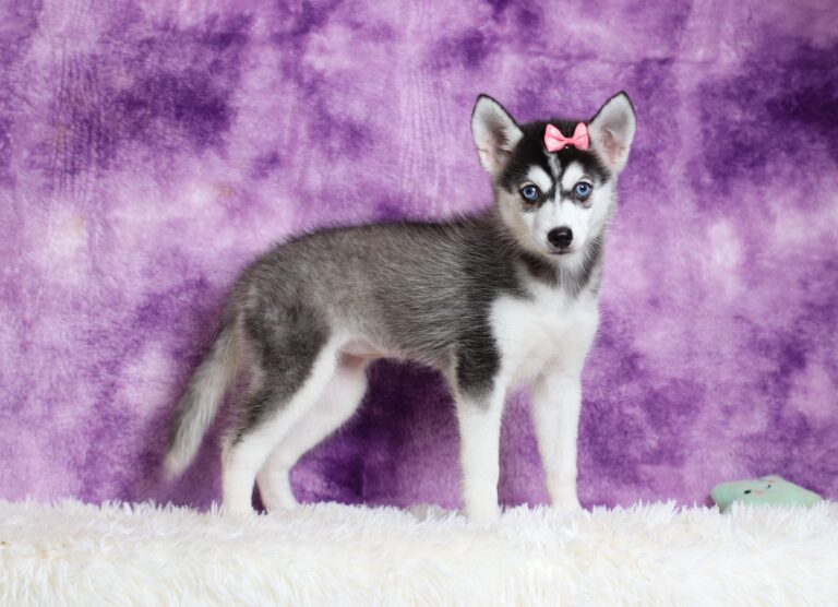 1587eeeLizbon-pomsky-puppy-The-Puppy-Lodge-scaled.jpg