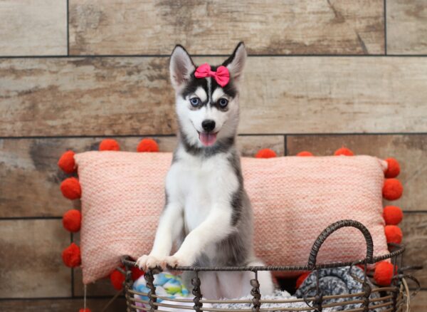 1587s-Lizbon-pomsky-puppy-The-Puppy-Lodge-scaled.jpg