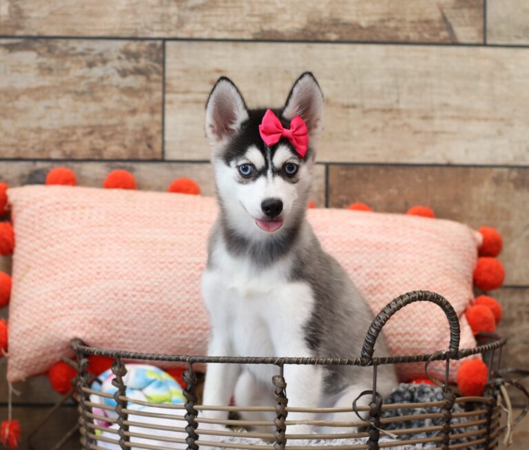 1587ss-Lizbon-pomsky-puppy-The-Puppy-Lodge-scaled.jpg