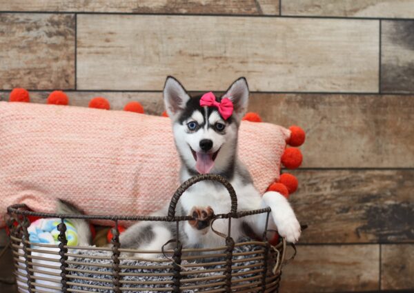 1587sss-Lizbon-pomsky-puppy-The-Puppy-Lodge-scaled.jpg