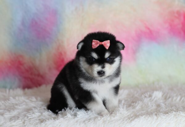 1588aLacey-pomsky-puppy-The-Puppy-Lodge-scaled.jpg
