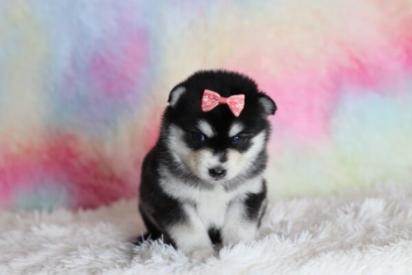 1588aaLacey-pomsky-puppy-The-Puppy-Lodge-scaled.jpg