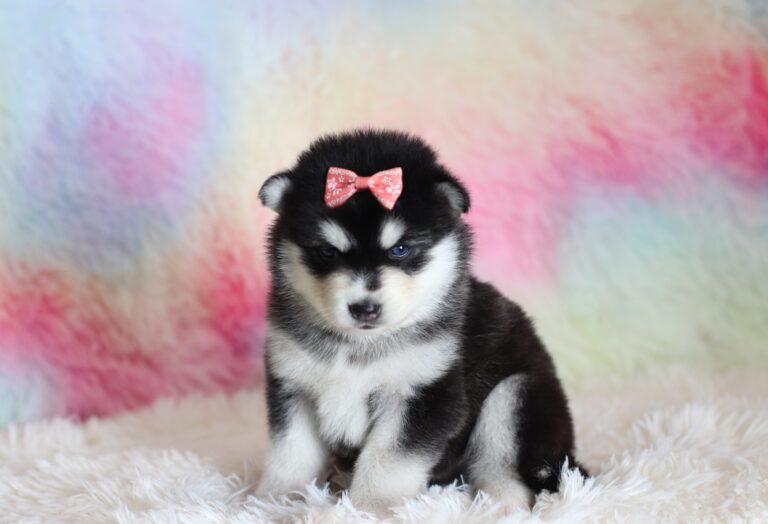 1588aaaLacey-pomsky-puppy-The-Puppy-Lodge-scaled.jpg