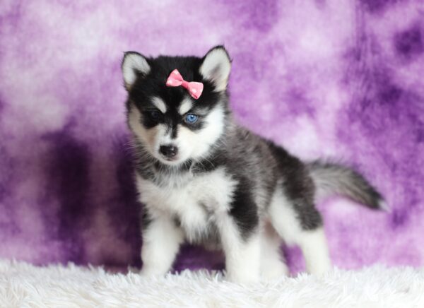 1588cLacey-pomsky-puppy-The-Puppy-Lodge-scaled.jpg