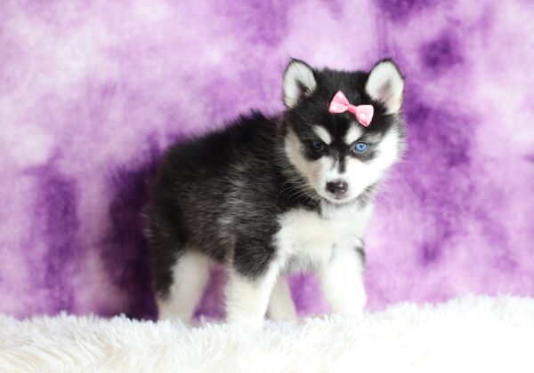 1588ccLacey-pomsky-puppy-The-Puppy-Lodge-scaled.jpg