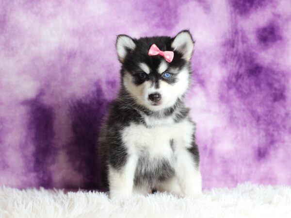 1588cccLacey-pomsky-puppy-The-Puppy-Lodge-scaled.jpg