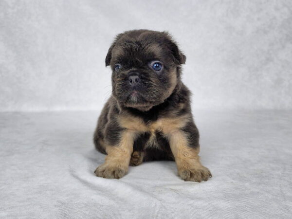 3817-Cali-Fluffy-French-bulldog-puppy-The-Puppy-Lodge.jpg
