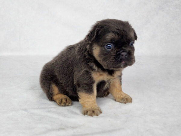 3817a-Cali-Fluffy-French-bulldog-puppy-The-Puppy-Lodge.jpg