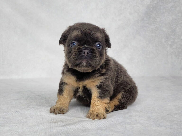 3817aa-Cali-Fluffy-French-bulldog-puppy-The-Puppy-Lodge.jpg