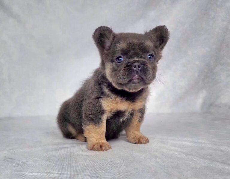 3817bCali-Fluffy-French-bulldog-puppy-The-Puppy-Lodge.jpg