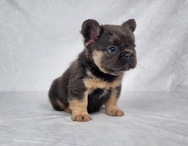 3817bbCali-Fluffy-French-bulldog-puppy-The-Puppy-Lodge.jpg