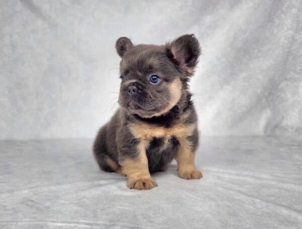3817bbbCali-Fluffy-French-bulldog-puppy-The-Puppy-Lodge.jpg