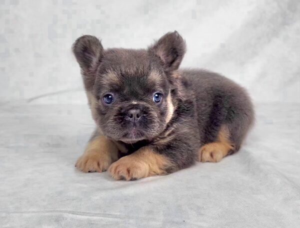 3817bbbbCali-Fluffy-French-bulldog-puppy-The-Puppy-Lodge.jpg