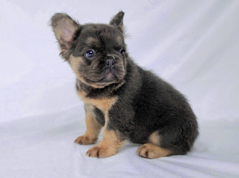 3817c-Cali-Fluffy-French-bulldog-puppy-The-Puppy-Lodge.jpg
