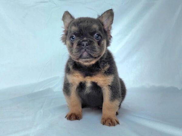 3817ccc-Cali-Fluffy-French-bulldog-puppy-The-Puppy-Lodge.jpg