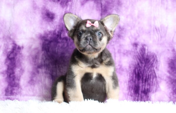 3817d-Cali-Fluffy-French-bulldog-puppy-The-Puppy-Lodge-scaled.jpg