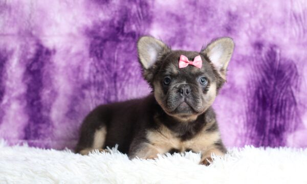 3817ddd Cali Fluffy French bulldog puppy The Puppy Lodge.JPG