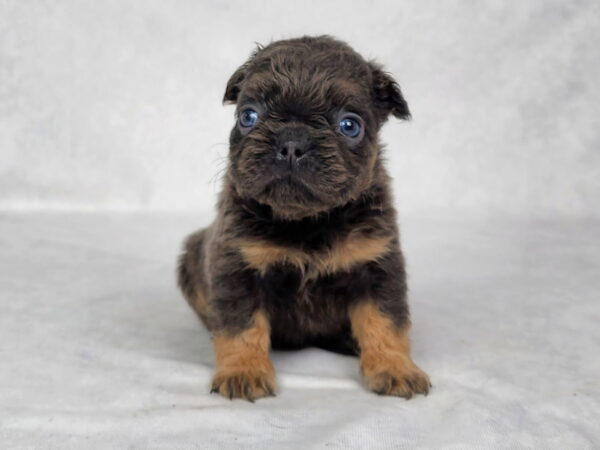 3823-Cam-Fluffy-French-bulldog-puppy-The-Puppy-Lodge.jpg