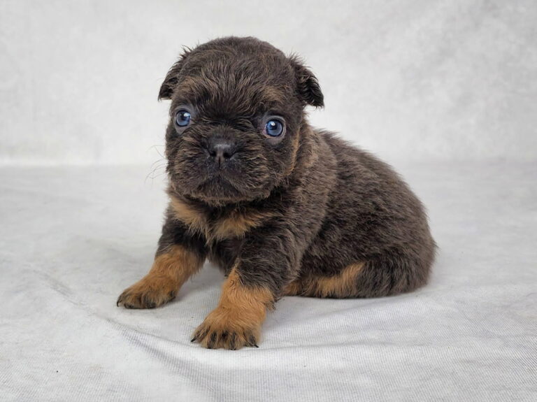 3823a-Cam-Fluffy-French-bulldog-puppy-The-Puppy-Lodge.jpg