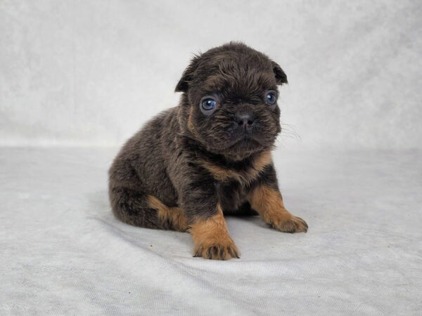 3823aa-Cam-Fluffy-French-bulldog-puppy-The-Puppy-Lodge.jpg