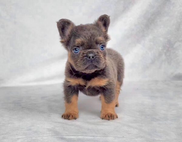 3823b-Cam-Fluffy-French-bulldog-puppy-The-Puppy-Lodge.jpg