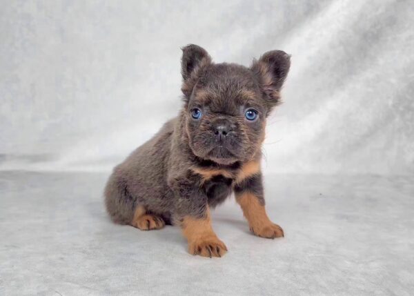 3823bb-Cam-Fluffy-French-bulldog-puppy-The-Puppy-Lodge.jpg
