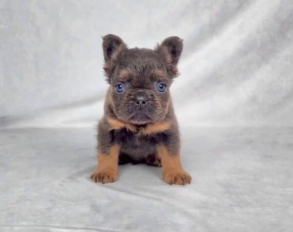 3823bbb-Cam-Fluffy-French-bulldog-puppy-The-Puppy-Lodge.jpg