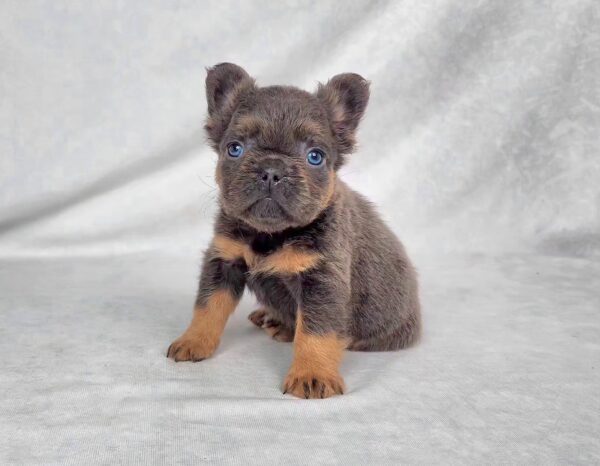 3823bbbb-Cam-Fluffy-French-bulldog-puppy-The-Puppy-Lodge.jpg