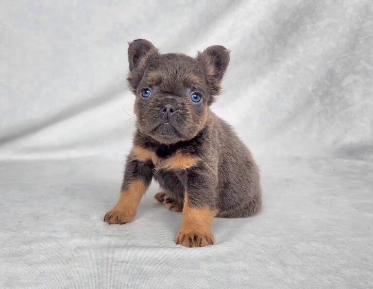3823bbbb-Cam-Fluffy-French-bulldog-puppy-The-Puppy-Lodge.jpg