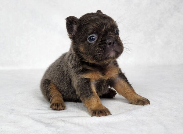 3827-Chelsea-Fluffy-French-bulldog-puppy-The-Puppy-Lodge.jpg