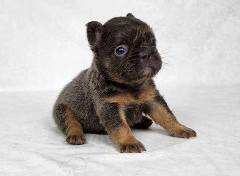 3827-Chelsea-Fluffy-French-bulldog-puppy-The-Puppy-Lodge.jpg