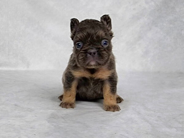 3827a-Chelsea-Fluffy-French-bulldog-puppy-The-Puppy-Lodge.jpg