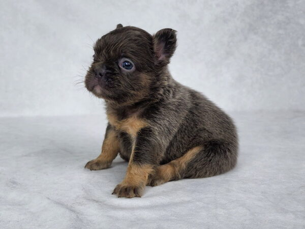 3827aa-Chelsea-Fluffy-French-bulldog-puppy-The-Puppy-Lodge.jpg
