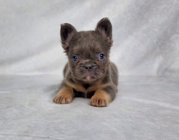 3827bChelsea-Fluffy-French-bulldog-puppy-The-Puppy-Lodge.jpg