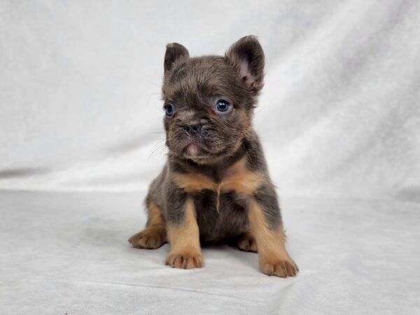 3827bbChelsea-Fluffy-French-bulldog-puppy-The-Puppy-Lodge.jpg