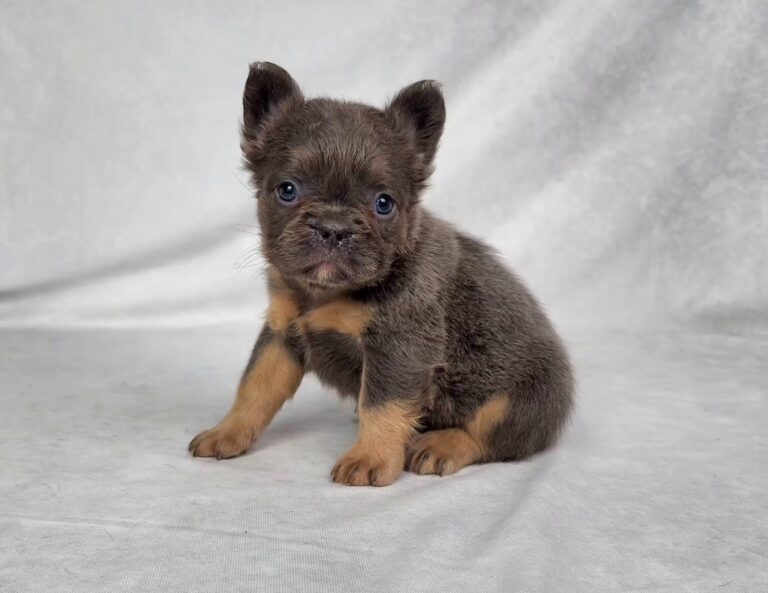 3827bbbChelsea-Fluffy-French-bulldog-puppy-The-Puppy-Lodge.jpg