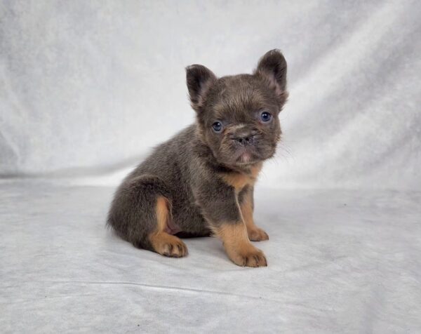 3827bbbbChelsea-Fluffy-French-bulldog-puppy-The-Puppy-Lodge.jpg