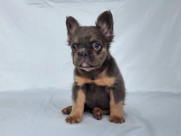 3827cChelsea-Fluffy-French-bulldog-puppy-The-Puppy-Lodge.jpg