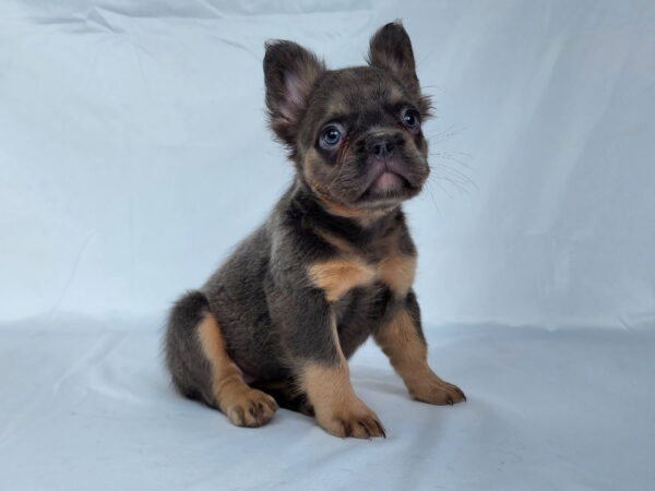 3827ccChelsea-Fluffy-French-bulldog-puppy-The-Puppy-Lodge.jpg